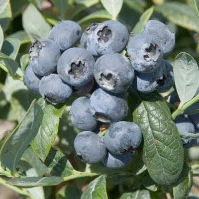 Голубика БРИГИТТА — описание сорта Голубика БРИГИТТА в Волгограде