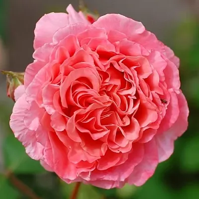 Саженцы роз ЛОРАН КАБРОЛЬ шраб  Саженцы роз ЛОРАН КАБРОЛЬ шраб в Волгограде