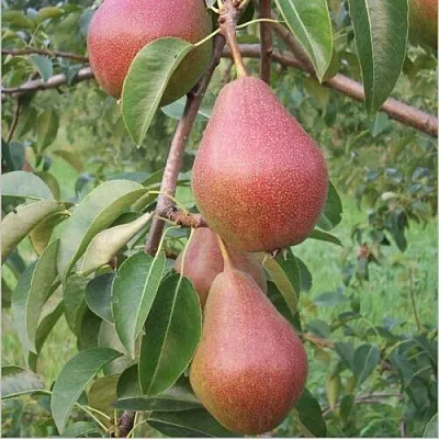 Груша РУМЯНАЯ КЕДРИНА  Груша РУМЯНАЯ КЕДРИНА в Волгограде
