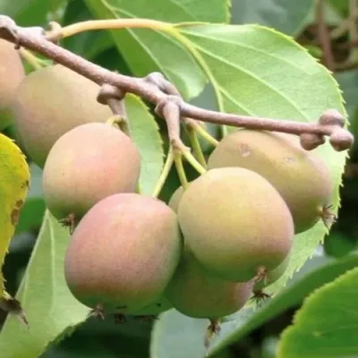 Актинидия ГИБРИДНАЯ КОЛБАСИНОЙ — описание сорта Актинидия ГИБРИДНАЯ КОЛБАСИНОЙ в Волгограде