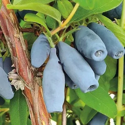 Жимолость съедобная ВОСТОРГ в Волгограде