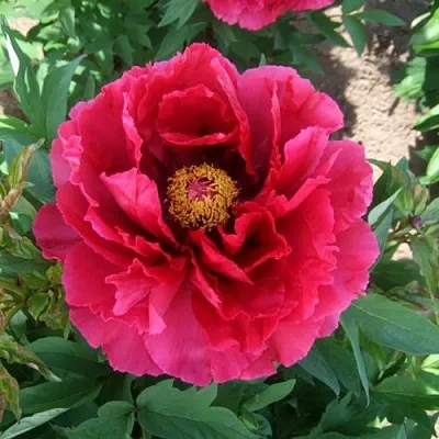 Пион КРАСНЫЙ ГИГАНТ древовидный в Волгограде