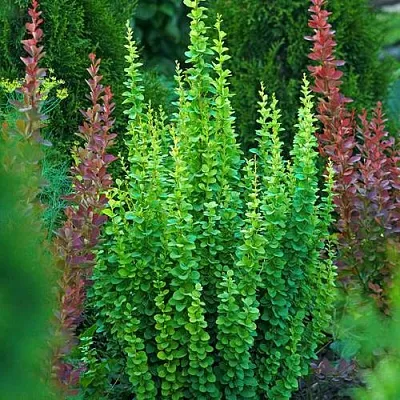 Барбарис ЭРЕКТА тунберга  Барбарис ЭРЕКТА тунберга в Волгограде