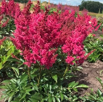 Астильба ЛАКИ ДЕЙ Арендса в Волгограде