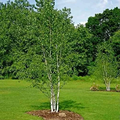 Береза бумажная  Береза бумажная в Волгограде