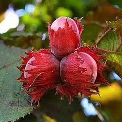 Фундук КРАСНЫЙ ЯНТАРЬ в Волгограде