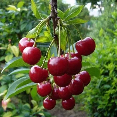 Вишня ВОЛОЧАЕВКА Вишня ВОЛОЧАЕВКА