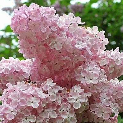 Сирень ВЕЧЕРНИЙ ЗВОН  Сирень ВЕЧЕРНИЙ ЗВОН в Волгограде