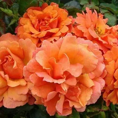 Саженцы роз БРИДЖ ОФ САЙЗ плетистая  Саженцы роз БРИДЖ ОФ САЙЗ плетистая в Волгограде