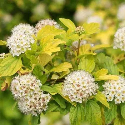 Пузыреплодник АНГЕЛ ГОЛД  Пузыреплодник АНГЕЛ ГОЛД в Волгограде