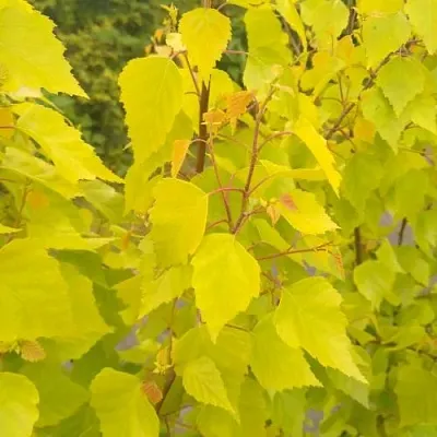 Берёза ГОЛДЕН ОБЕЛИСК повислая   Берёза ГОЛДЕН ОБЕЛИСК повислая  в Волгограде