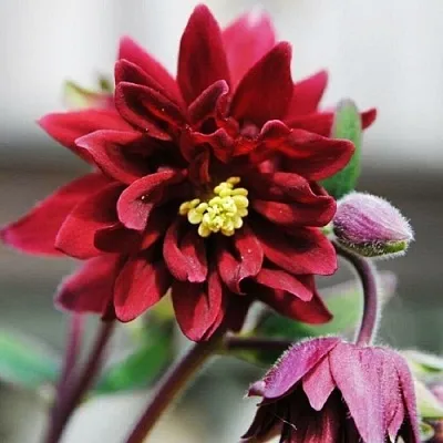 Аквилегия РУБИ ПОРТ обыкновенная в Волгограде