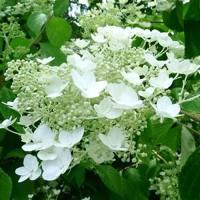 Гортензия УАЙТ ДОМ древовидная  Гортензия УАЙТ ДОМ древовидная в Волгограде