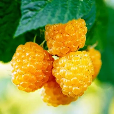 Малина МЕДОВАЯ  Малина МЕДОВАЯ в Волгограде