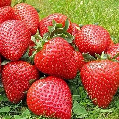 Клубника ЭЛИАНЕ в Волгограде