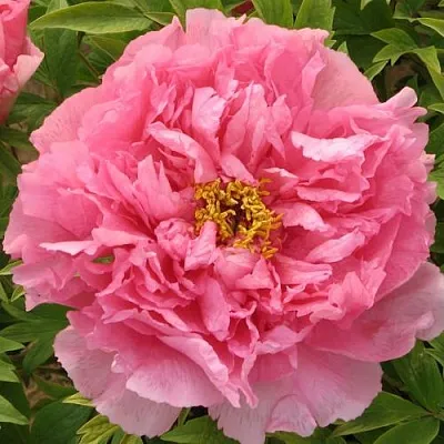 Пион СЕРЕБРИСТЫЙ РУЧЕЙ древовидный в Волгограде