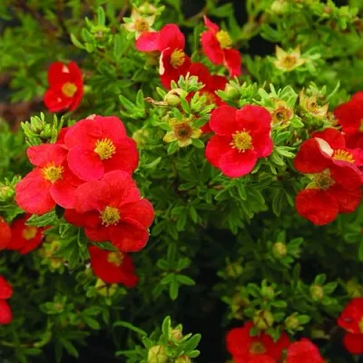 Лапчатка РЕД АЙС кустарниковая  Лапчатка РЕД АЙС кустарниковая в Волгограде