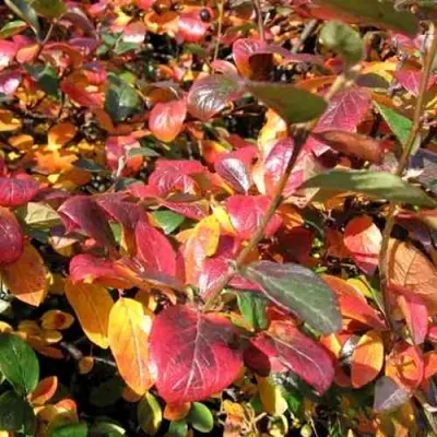 Кизильник блестящий в Волгограде