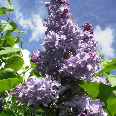 Сирень КРЫЛЬЯ НАДЕЖДЫ  Сирень КРЫЛЬЯ НАДЕЖДЫ в Волгограде