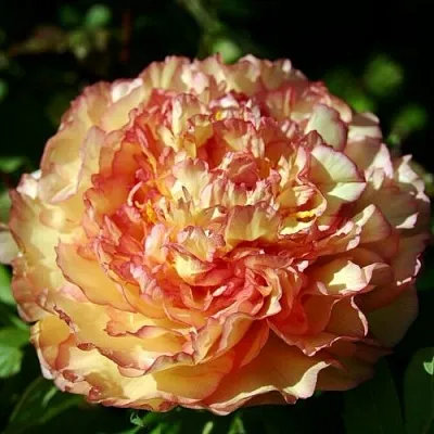 Пион ЗОЛОТАЯ РОССЫПЬ древовидный в Волгограде