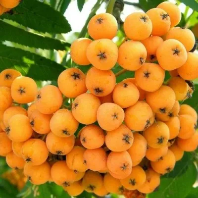 Рябина НЕВЕЖИНСКАЯ ЖЕЛТАЯ сладкоплодная — описание сорта Рябина НЕВЕЖИНСКАЯ ЖЕЛТАЯ сладкоплодная в Волгограде