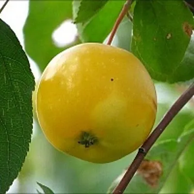 Яблоня КИТАЙКА ЖЁЛТАЯ колонновидная в Волгограде