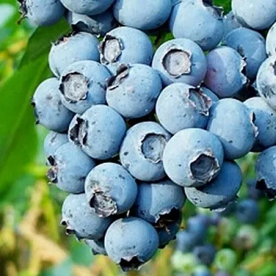 Голубика БРИГИТТА БЛЮ в Волгограде