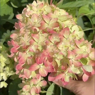 Гортензия ЛИТТЛ ЛАВ метельчатая  Гортензия ЛИТТЛ ЛАВ метельчатая в Волгограде