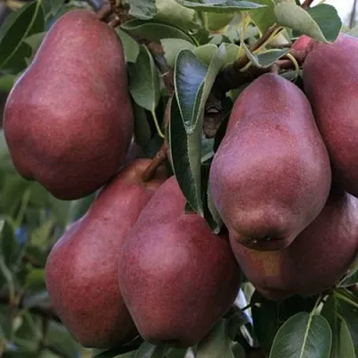 Груша РЕД ВИЛЬЯМС  Груша РЕД ВИЛЬЯМС в Волгограде