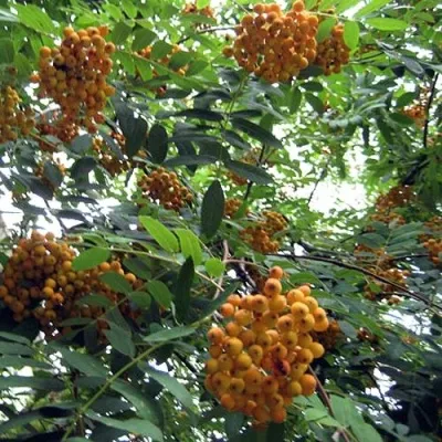 Рябина НЕВЕЖИНСКАЯ ЖЕЛТАЯ сладкоплодная — описание сорта Рябина НЕВЕЖИНСКАЯ ЖЕЛТАЯ сладкоплодная в Волгограде