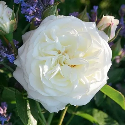 Саженцы роз АЛАБАСТЕР флорибунда  Саженцы роз АЛАБАСТЕР флорибунда в Волгограде