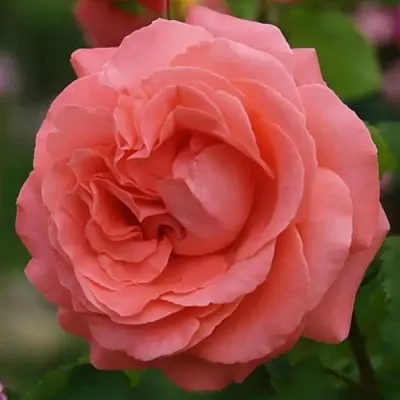 Саженцы роз ДИДИ БРИДЖУОТЕР плетистая  Саженцы роз ДИДИ БРИДЖУОТЕР плетистая в Волгограде