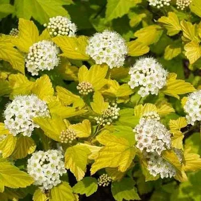 Пузыреплодник ДАРТС ГОЛД  Пузыреплодник ДАРТС ГОЛД в Волгограде