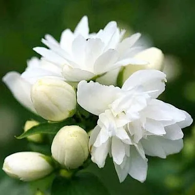 Жасмин ШНЕЕШТРУМ в Волгограде