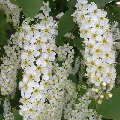 Черемуха САМОПЛОДНАЯ  Черемуха САМОПЛОДНАЯ в Волгограде