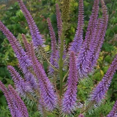 Вероникаструм ФАСЦИНЕЙШН в Волгограде