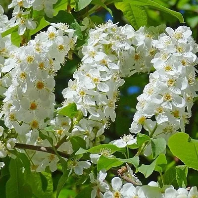 Черемуха ЧАЙКА  Черемуха ЧАЙКА в Волгограде