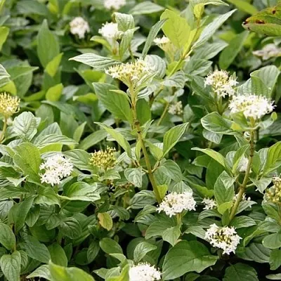 Дерен ФЛАВИРАМЕА отпрысковый   Дерен ФЛАВИРАМЕА отпрысковый  в Волгограде