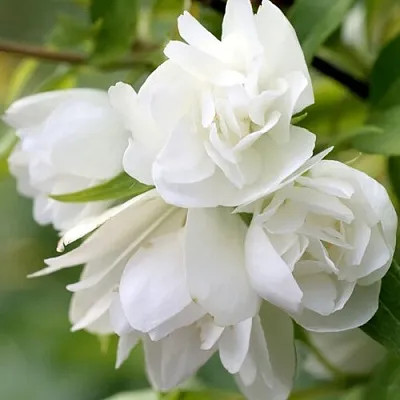 Жасмин МАНТО Д’ЭРМИН в Волгограде