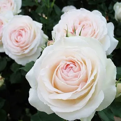 Саженцы роз ПАЛЕ РОЯЛЬ плетистая  Саженцы роз ПАЛЕ РОЯЛЬ плетистая в Волгограде