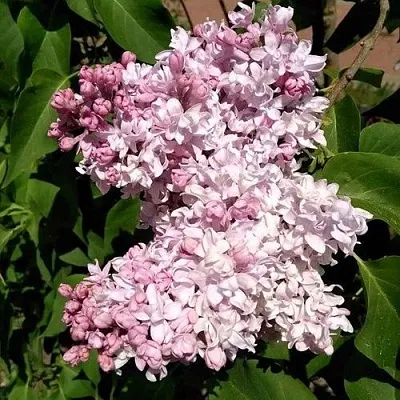 Сирень МИЛОСЕРДИЕ  Сирень МИЛОСЕРДИЕ в Волгограде