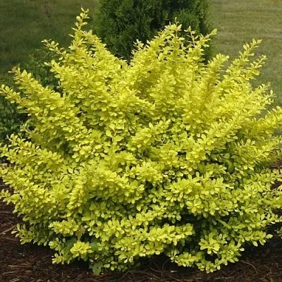 Барбарис АУРЕА тунберга  Барбарис АУРЕА тунберга в Волгограде