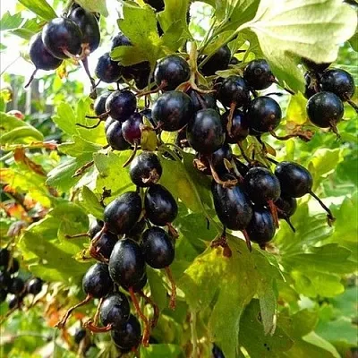 Смородина золотистая ОВАЛЬНАЯ  Смородина золотистая ОВАЛЬНАЯ в Волгограде