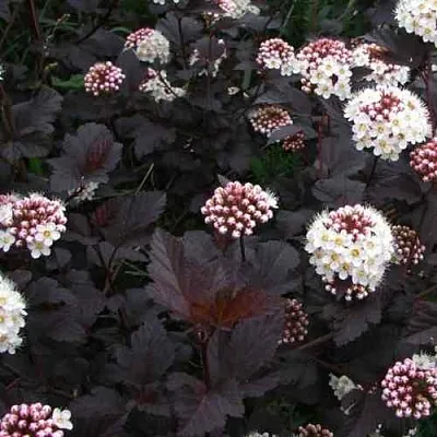 Пузыреплодник ДИАБЛО  Пузыреплодник ДИАБЛО в Волгограде