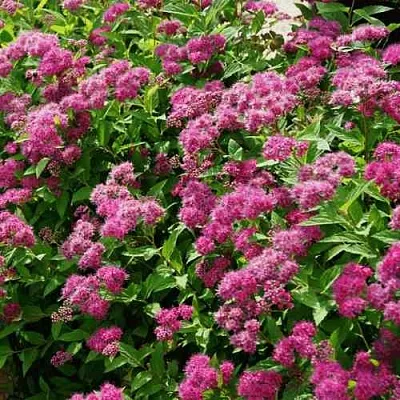 Спирея КРИСПА японская  Спирея КРИСПА японская в Волгограде