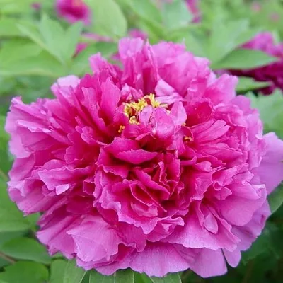 Пион ЛИЛОВАЯ ФАНТАЗИЯ древовидный в Волгограде