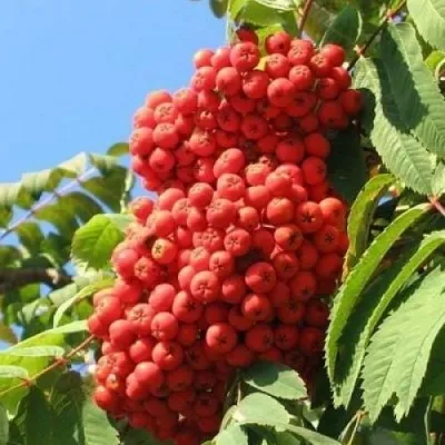 Рябина НЕВЕЖИНСКАЯ сладкоплодная — описание сорта Рябина НЕВЕЖИНСКАЯ сладкоплодная в Волгограде