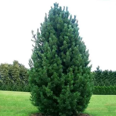 Сосна кедровая   Сосна кедровая  в Волгограде