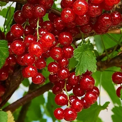 Смородина красная НАТАЛИ  Смородина красная НАТАЛИ в Волгограде