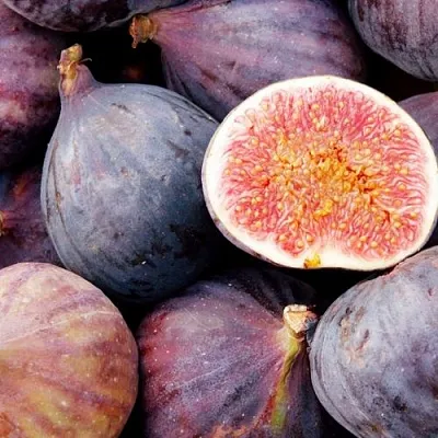 Инжир МУАССОН  Инжир МУАССОН в Волгограде